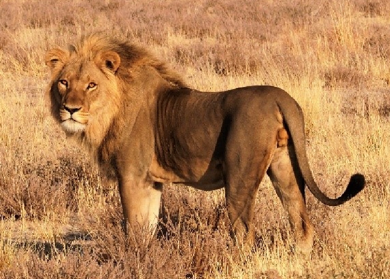 white-lion-safaris-package-deals-07-02