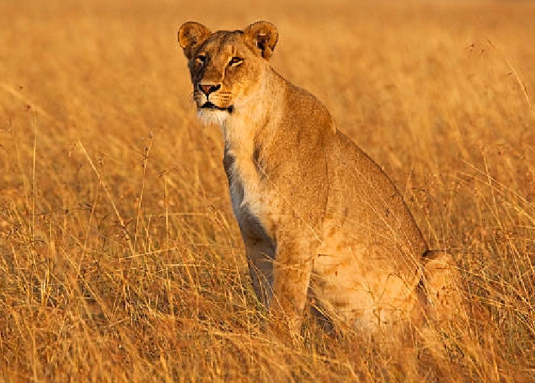 white-lion-safaris-package-deals-08-02