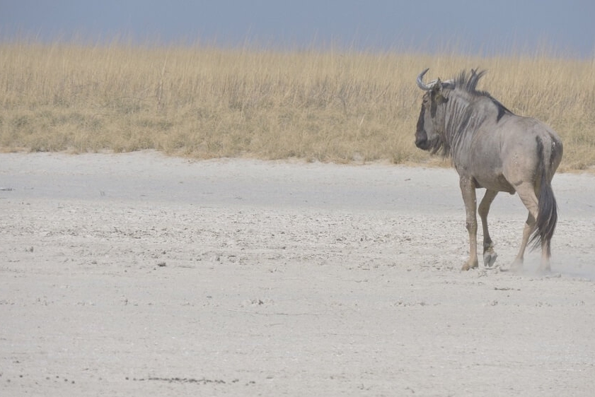 white-lion-safaris-photographic-10