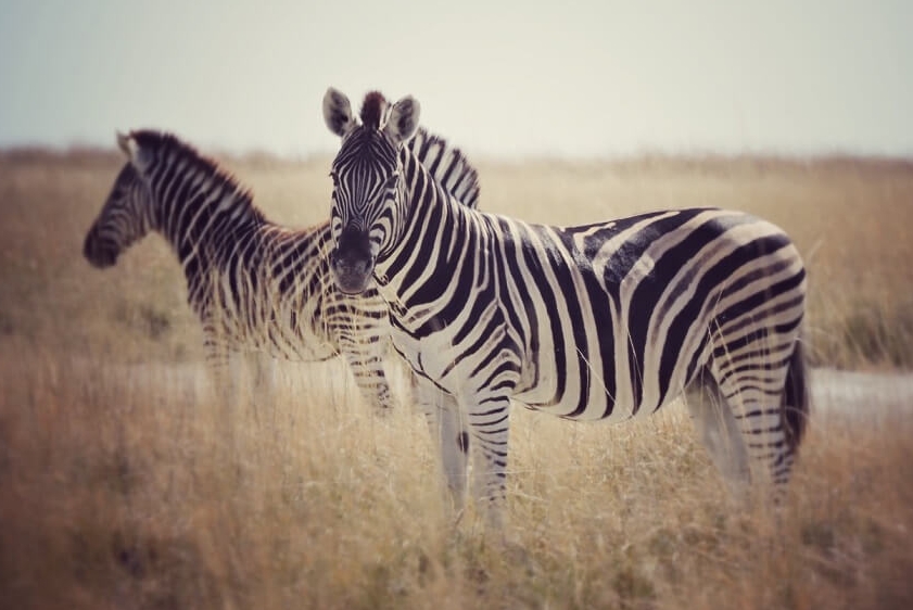 white-lion-safaris-photographic-11