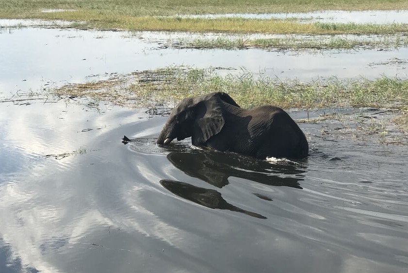 white-lion-safaris-photographic-12