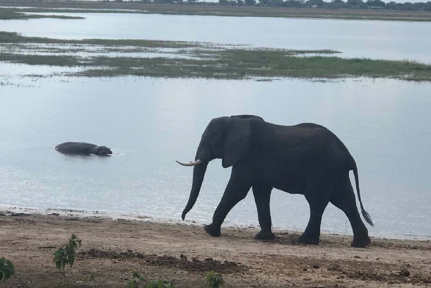 white-lion-safaris-photographic-14
