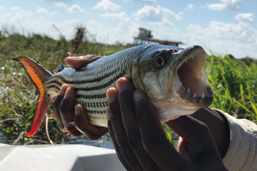 white-lion-safaris-photographic-16