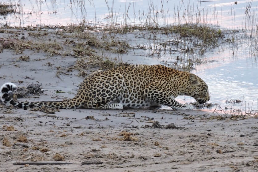 white-lion-safaris-photographic-17