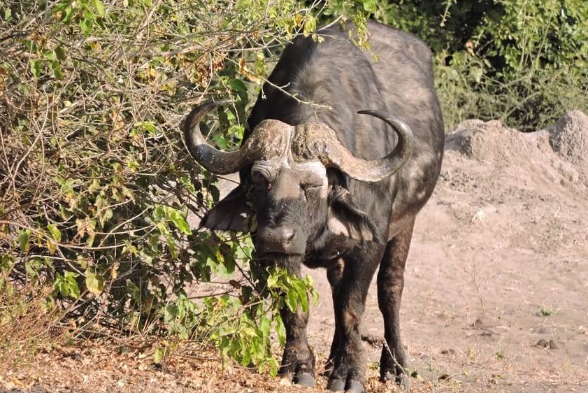 white-lion-safaris-photographic-18