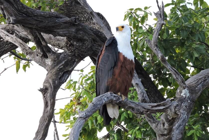 white-lion-safaris-photographic-19