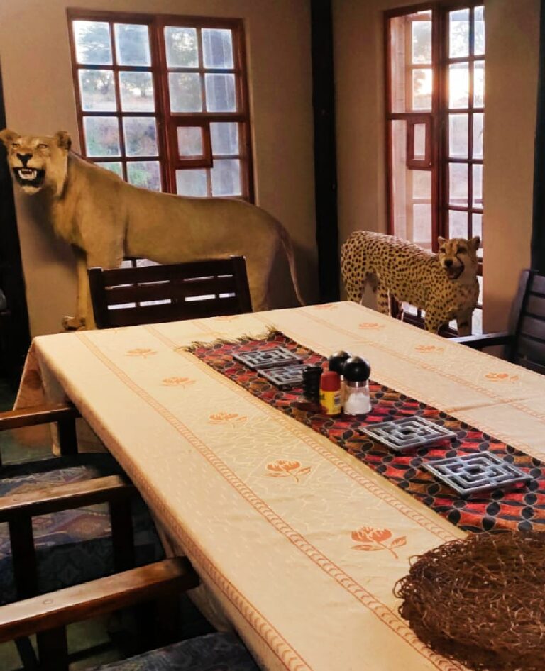 white-lion-nam-accommodation-04
