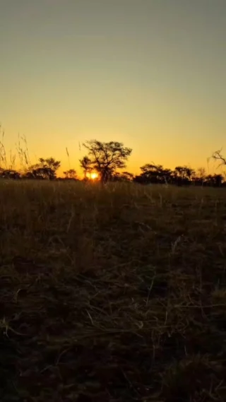 Instagram post from whitelionsafaris. This post is in position 1.