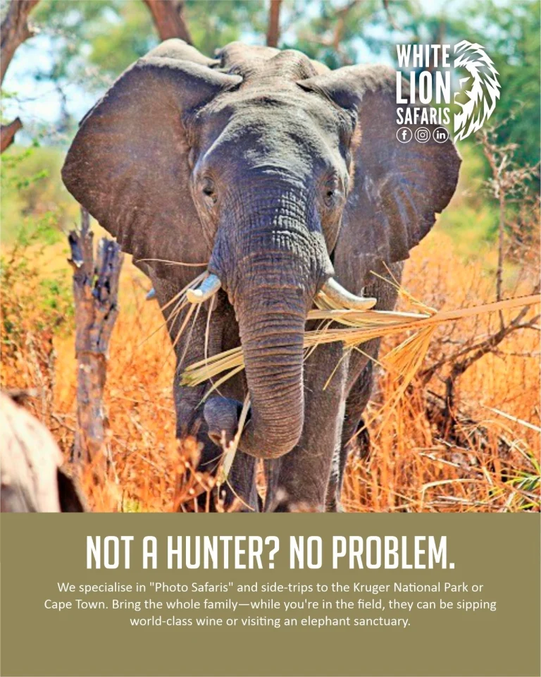 Instagram post from whitelionsafaris. This post is in position 0.