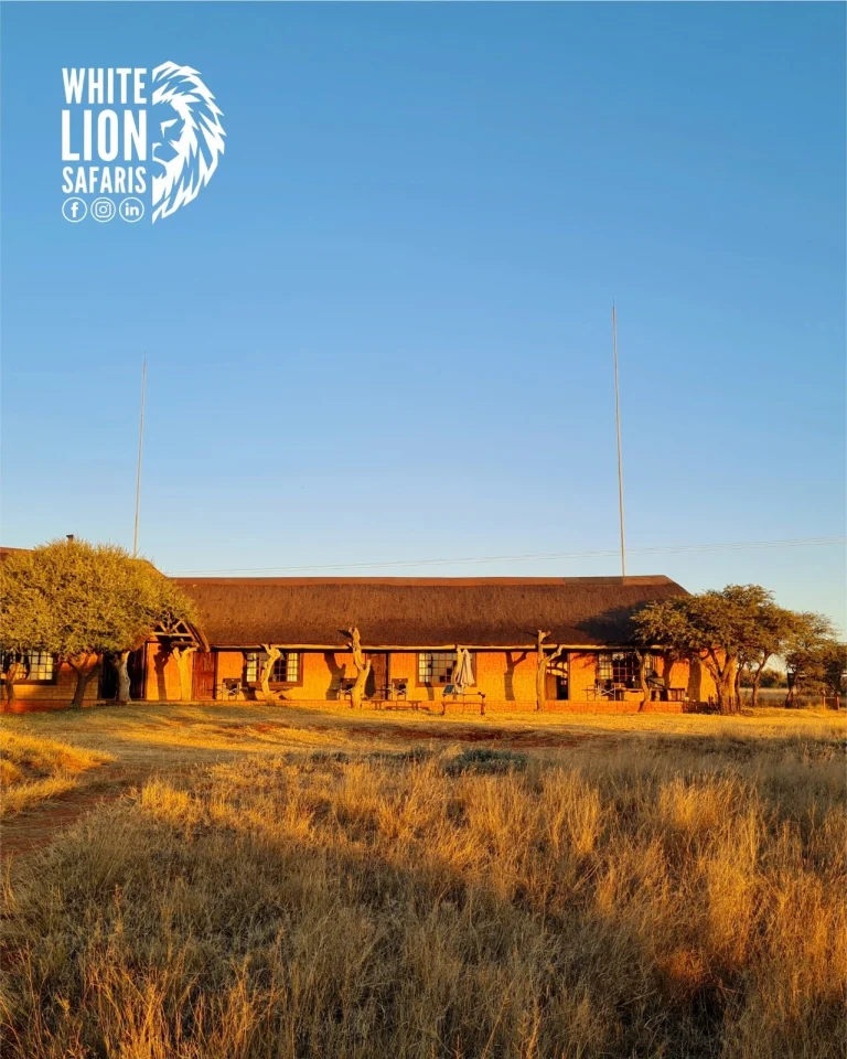 Instagram post from whitelionsafaris. This post is in position 0.