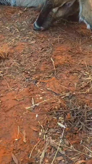 Instagram post from whitelionsafaris. This post is in position 4.