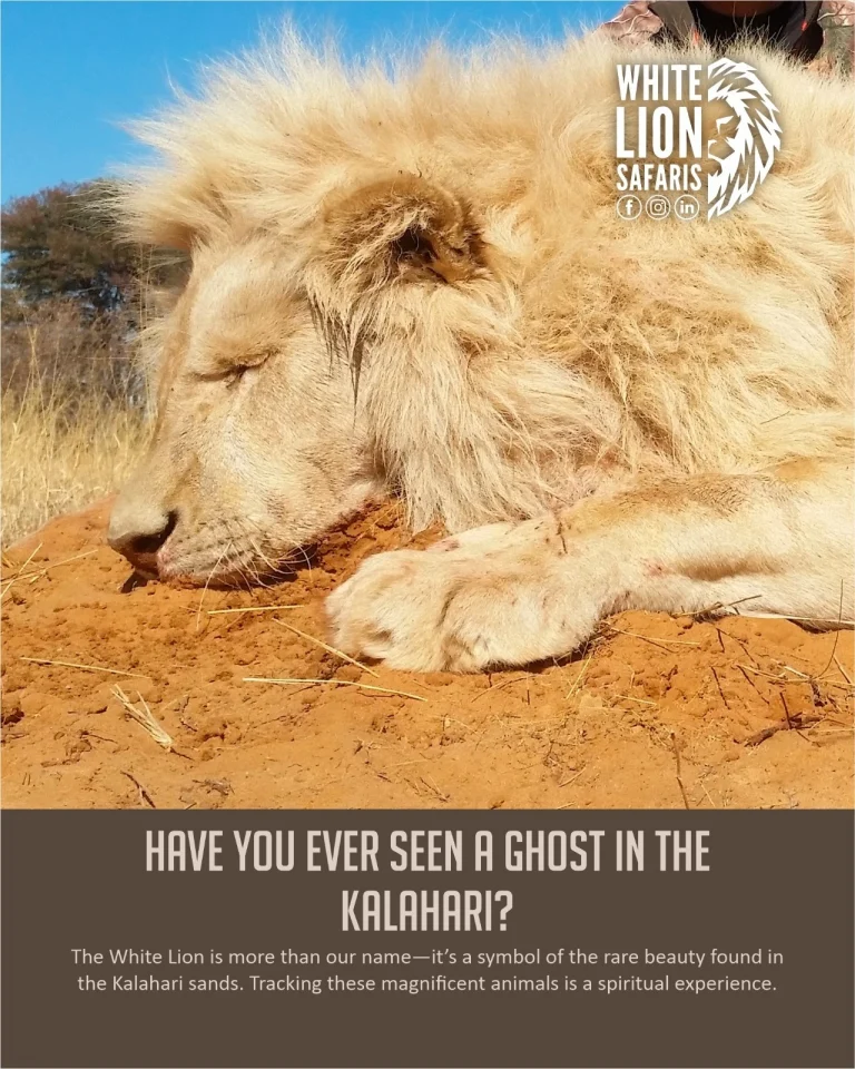 Instagram post from whitelionsafaris. This post is in position 0.