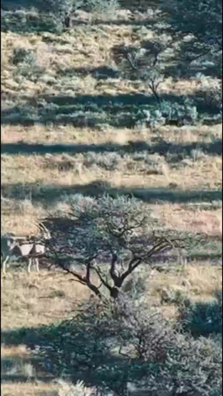 Instagram post from whitelionsafaris. This post is in position 4.
