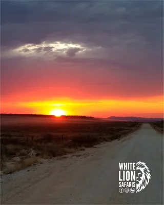 Instagram post from whitelionsafaris. This post is in position 1.