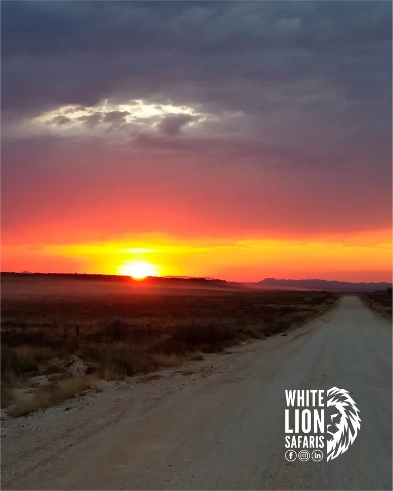 Instagram post from whitelionsafaris. This post is in position 0.